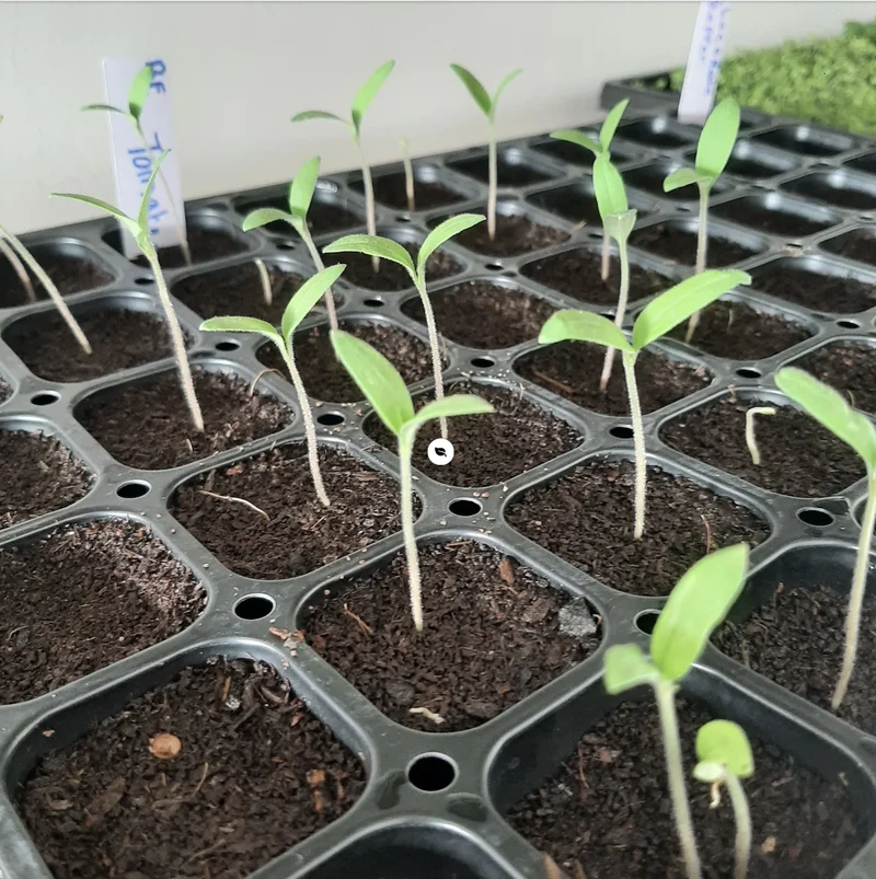 Propagation Set For Seed Starting