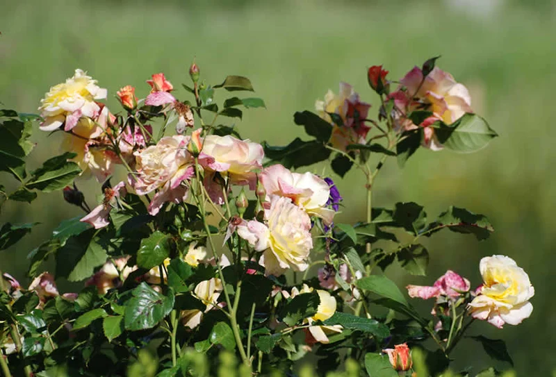 Biplantol Rosen NT