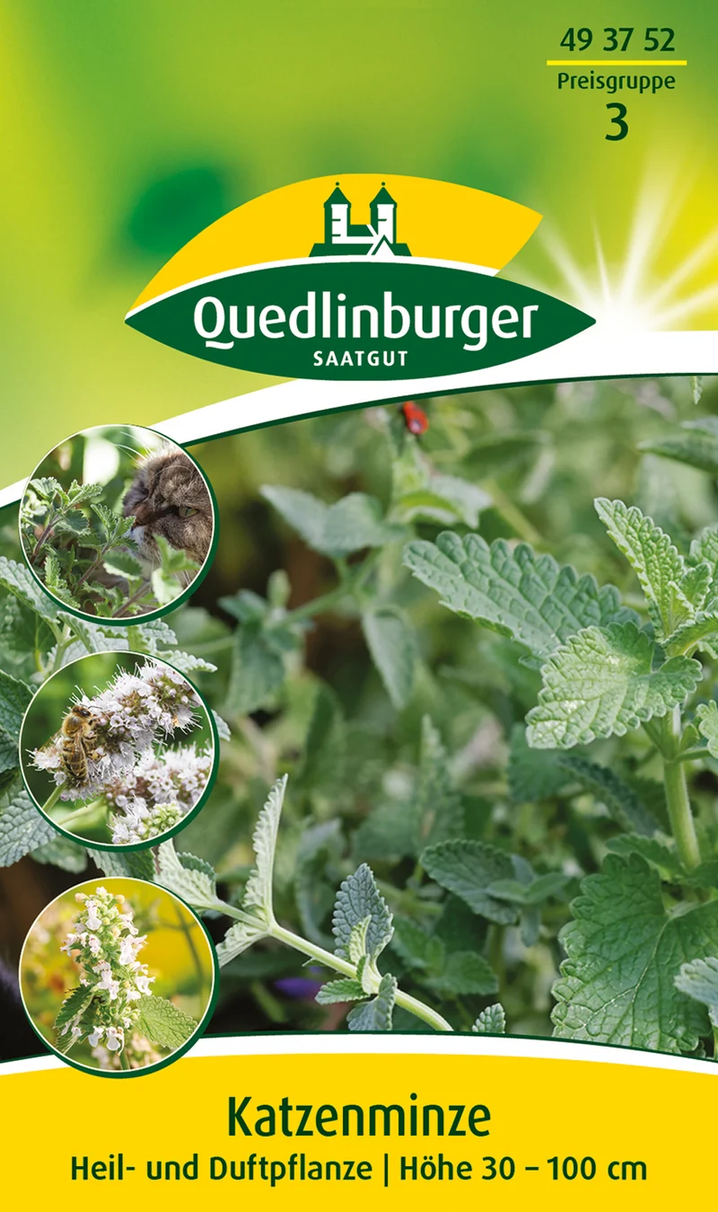 Katzenminze Saatgut