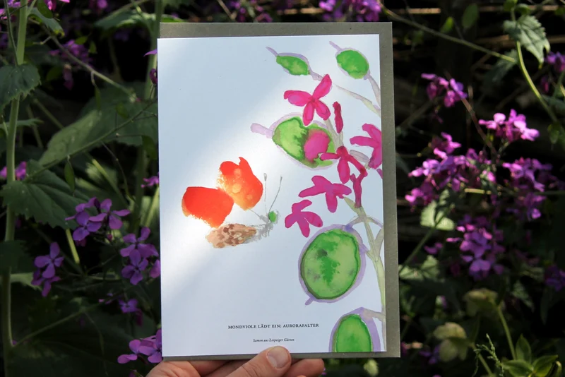 Mondviole lädt ein: Aurorafalter