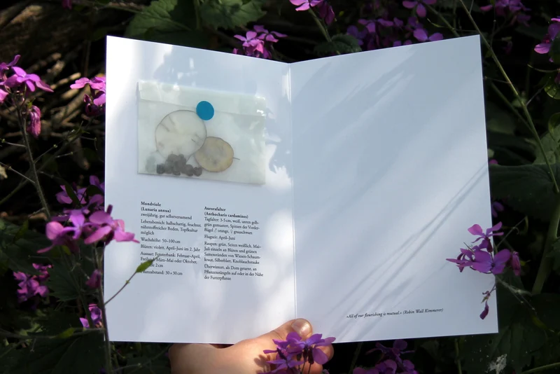 Mondviole lädt ein: Aurorafalter