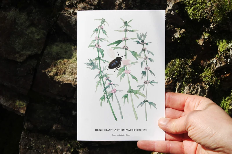 Herzgespann lädt ein: Wald-Pelzbiene