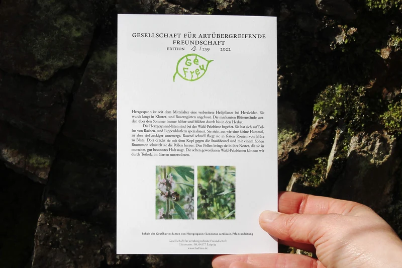 Herzgespann lädt ein: Wald-Pelzbiene