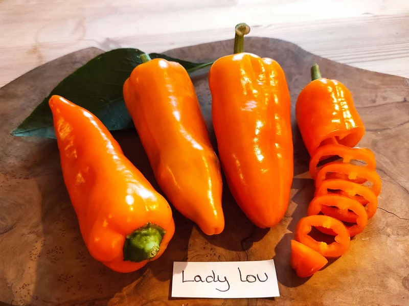 Spitzpaprika Orange "Lady Lou"