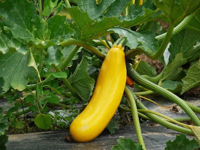 Zucchini "Solara"