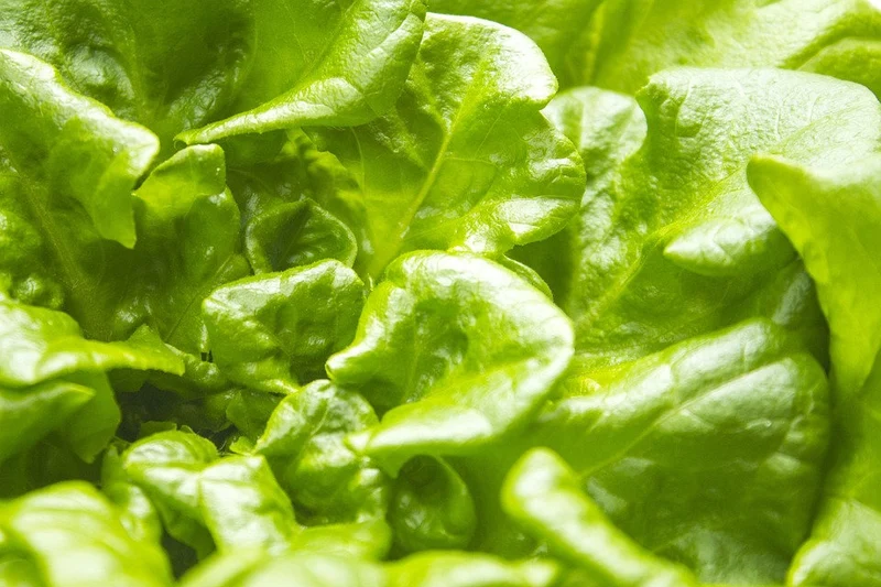 Eichblattsalat "Piro"