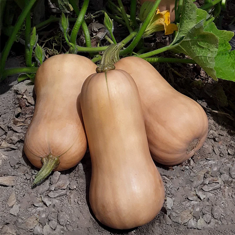 Butternut - Sibelle F1