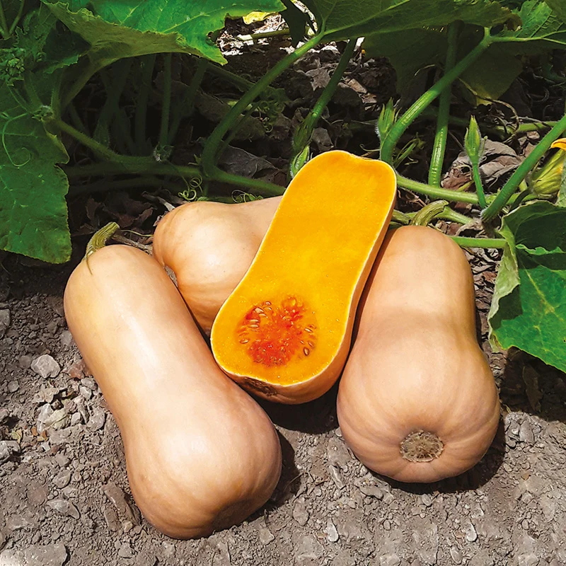 Butternut - Sibelle F1