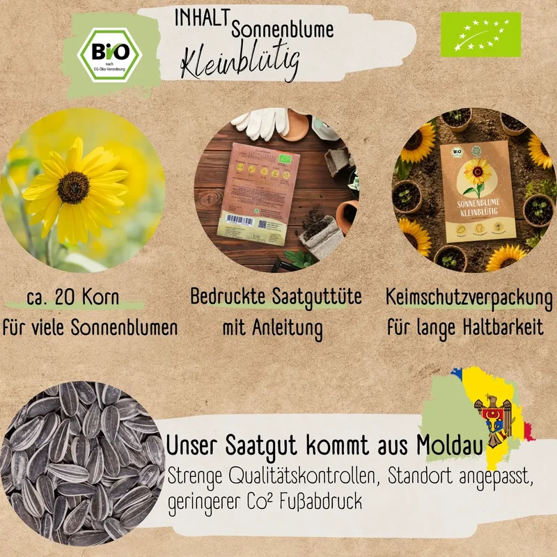 Bio kleinblütige Sonnenblumen Samen