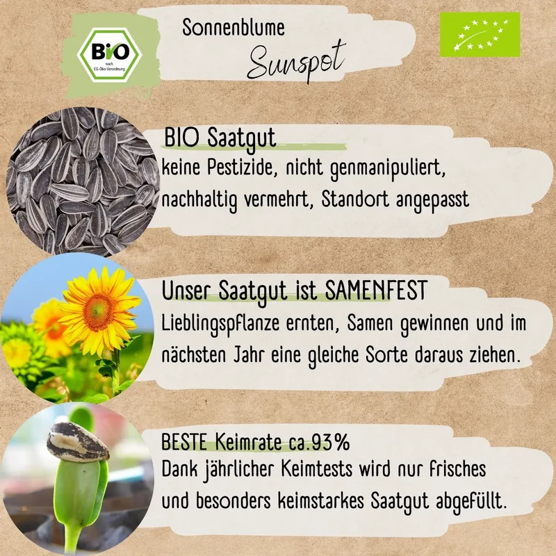 Bio Sonnenblume Sunspot Samen