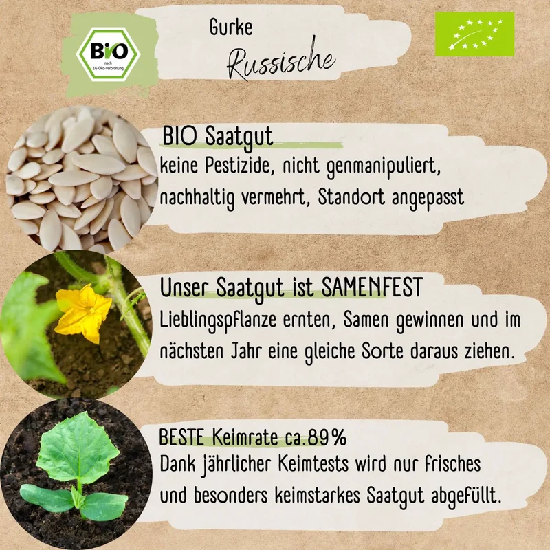 Bio Russische Gurke Samen