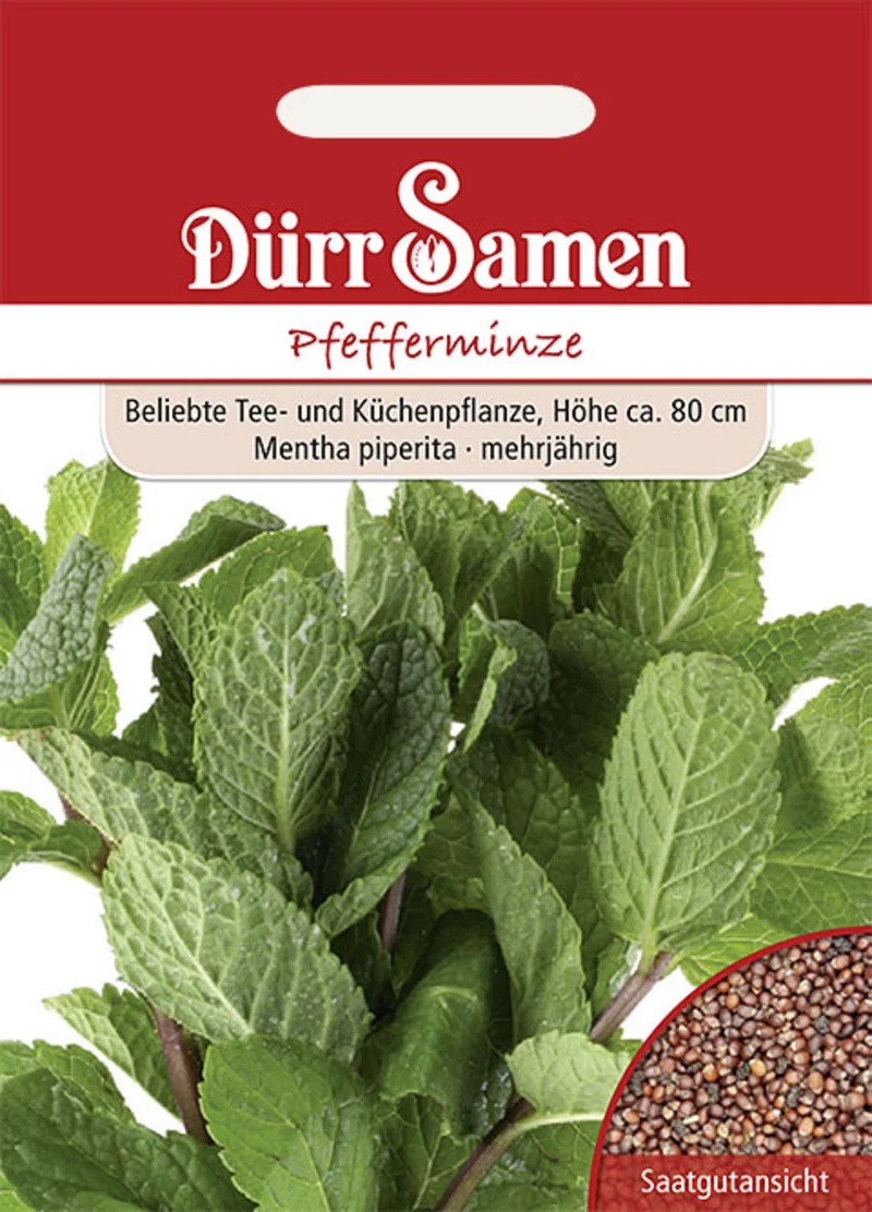 Pfefferminze Saatgut