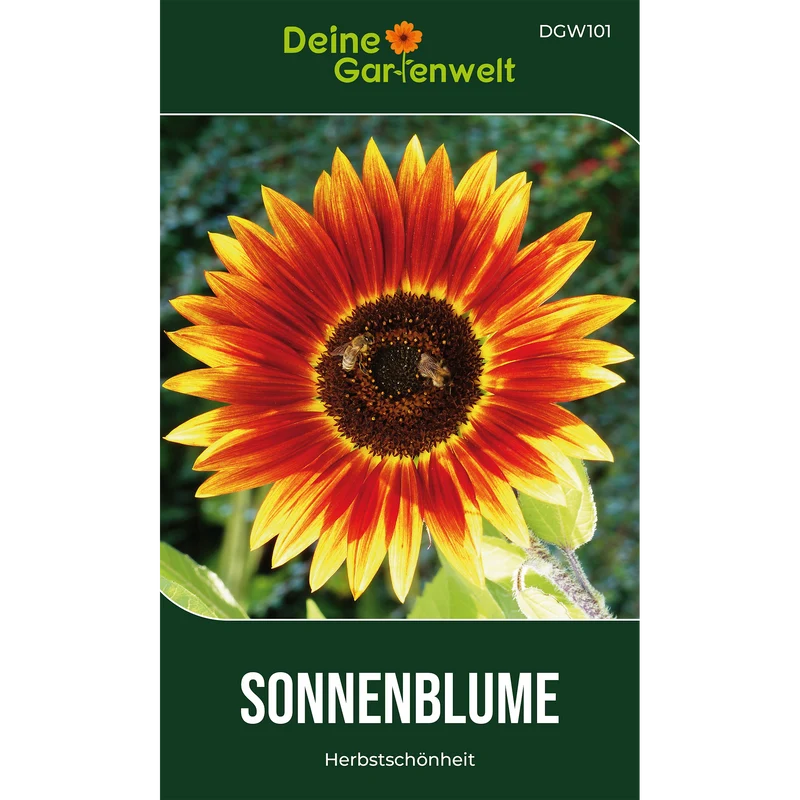 Sonnenblume Herbstschönheit Saatgut