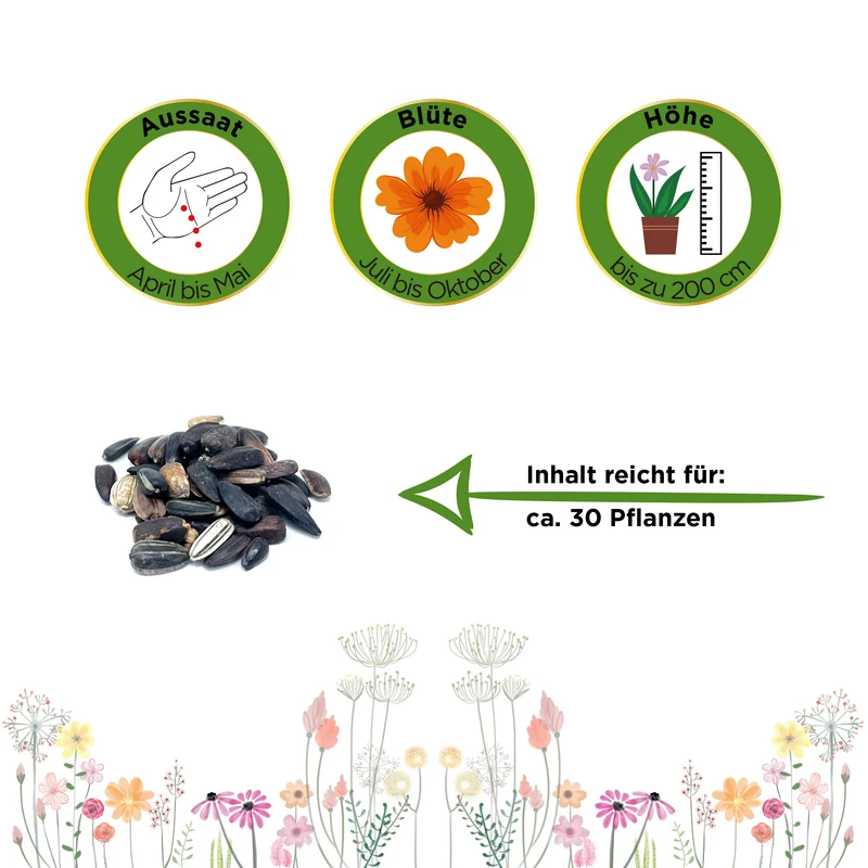 Sonnenblume Herbstschönheit Saatgut