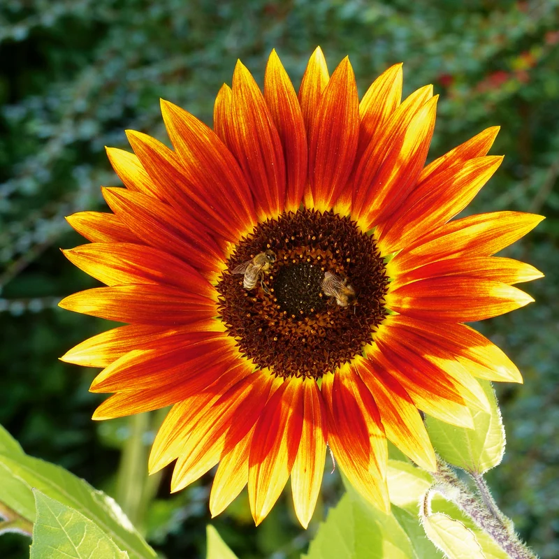 Sonnenblume Herbstschönheit Saatgut