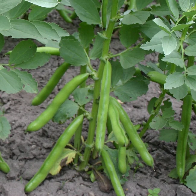 Broad Bean: Eleonora Organic Seed