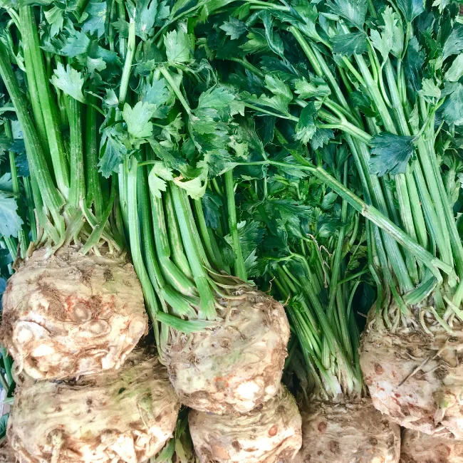 Celeriac: Monarch Organic Seed