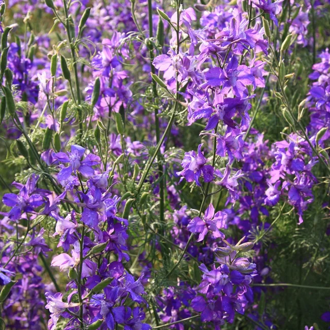 Doubtful Knight's Spur Organic Seed