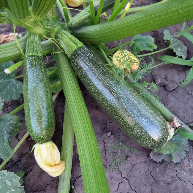Courgette: Zucchini Organic Seed