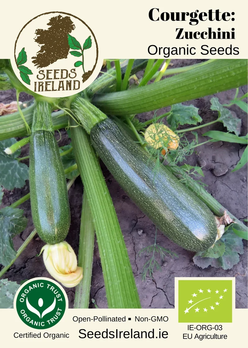 Courgette: Zucchini Organic Seed