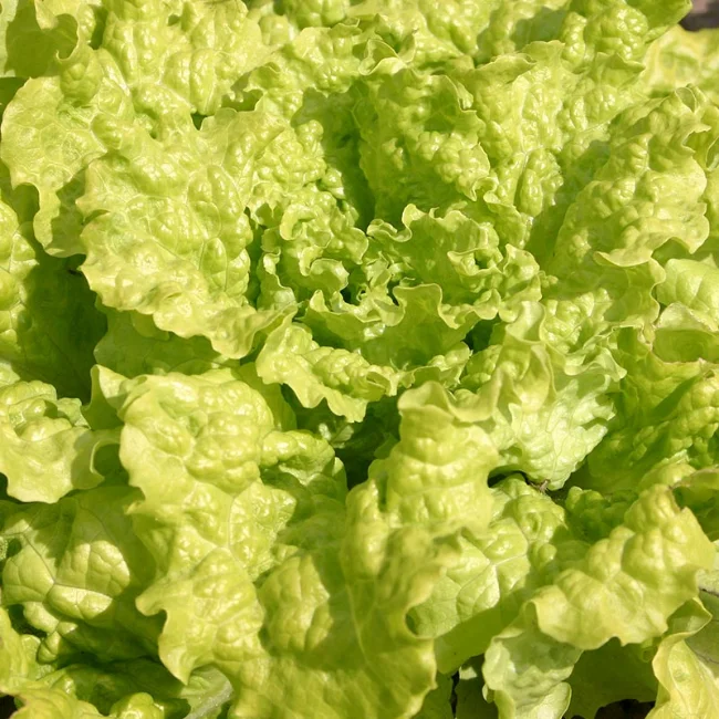 Lettuce: Black Seeded Simpson Organic Seed