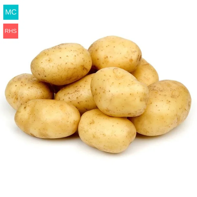 Seed Potatoes: Maris Piper