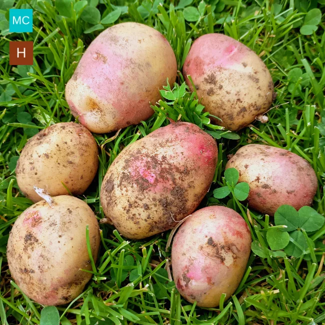 Seed Potatoes: King Edward
