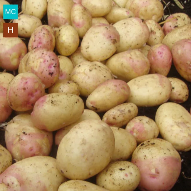 Seed Potatoes: King Edward