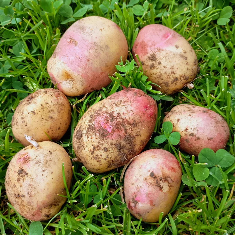 Seed Potatoes: King Edward