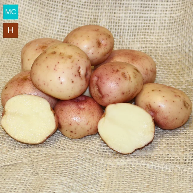 Seed Potatoes: Kerr's Pink