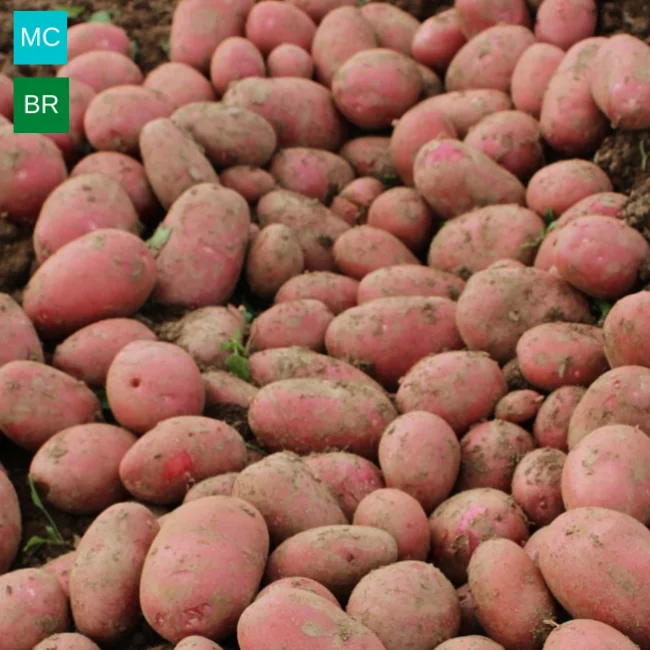 Seed Potatoes: Alouette