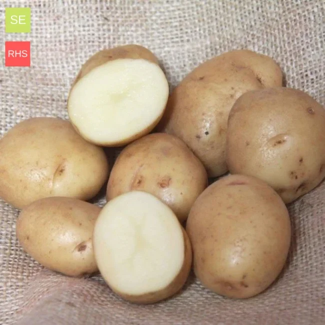 Seed Potatoes: British Queens