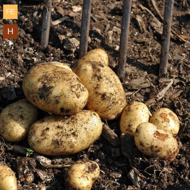Seed Potatoes: Home Guard