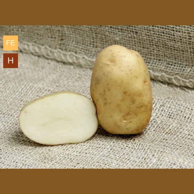 Seed Potatoes: Home Guard