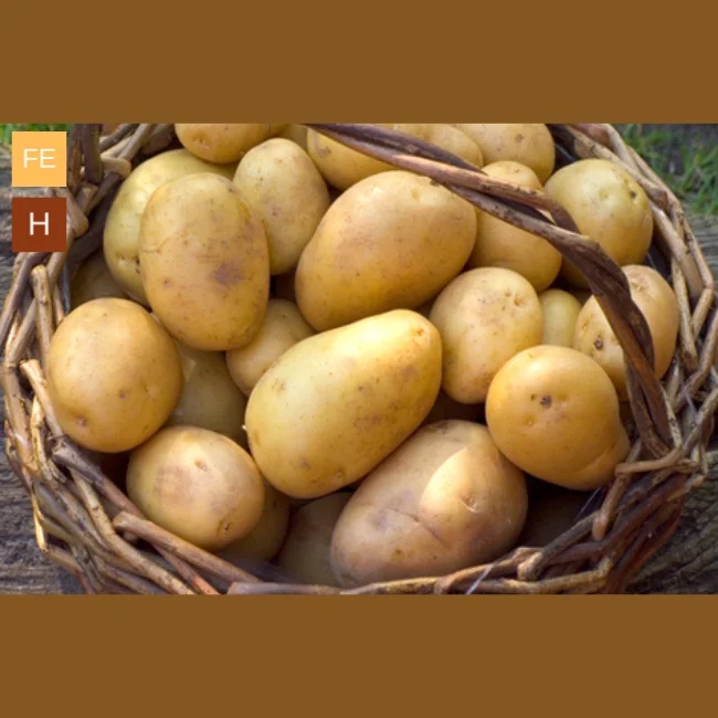 Seed Potatoes: Duke Of York