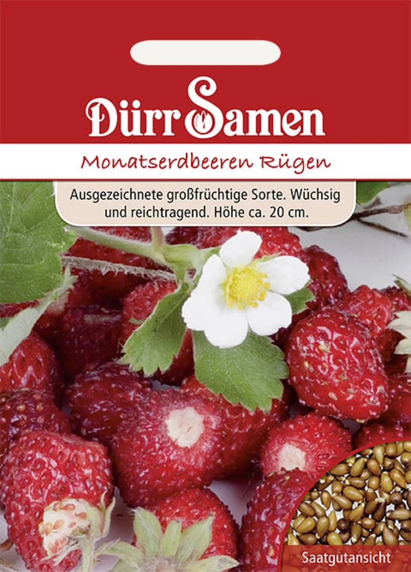 Monatserdbeeren Rügen Saatgut