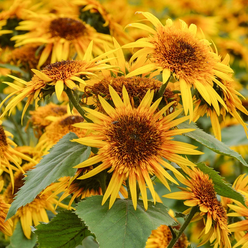 Sonnenblume - Astra Rose Brown