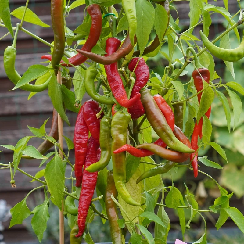 Chili Poseidon Samen