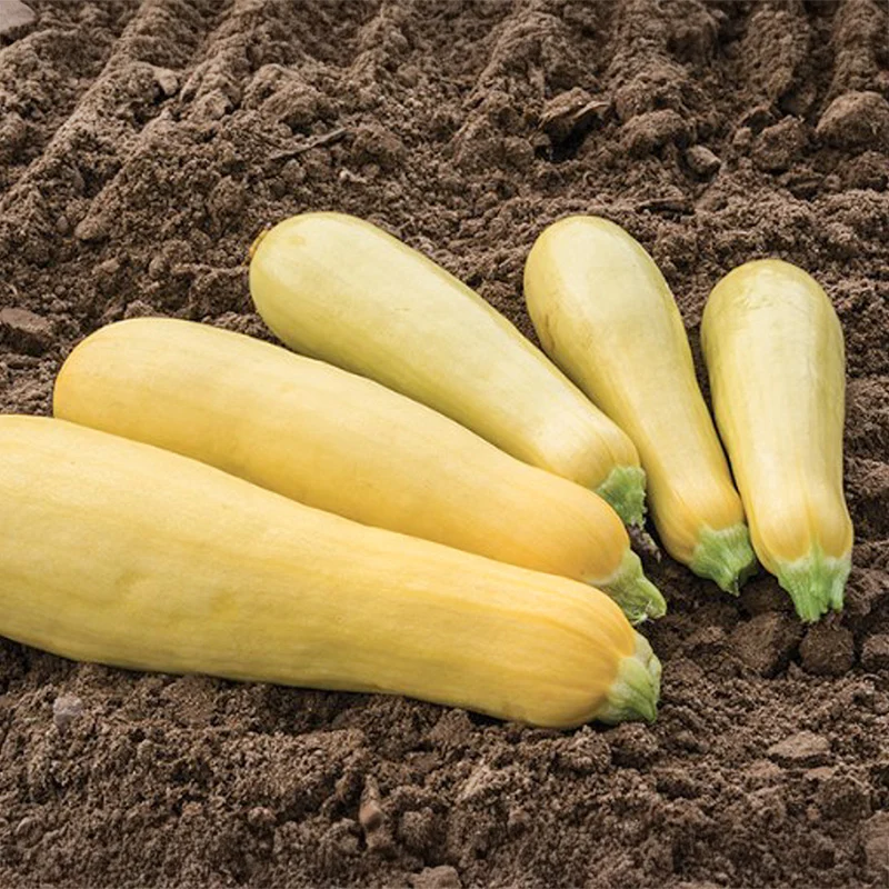 Zucchini - Blonde Beauty