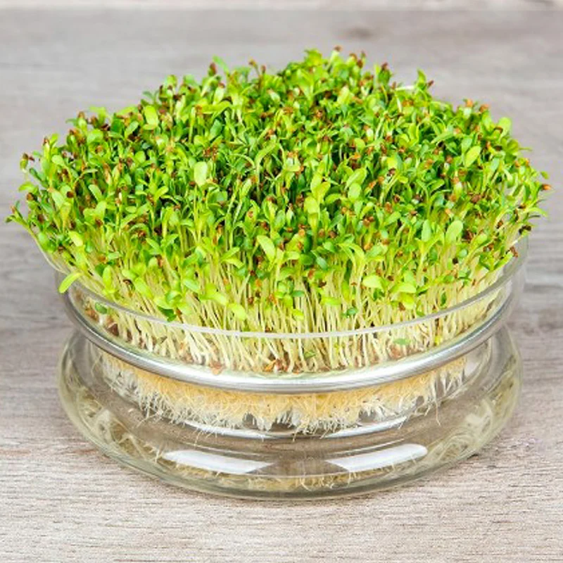 Sprossenschale aus Glas