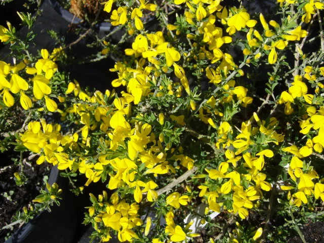 Sandginster "Vancouver Gold" (Genista pilosa)