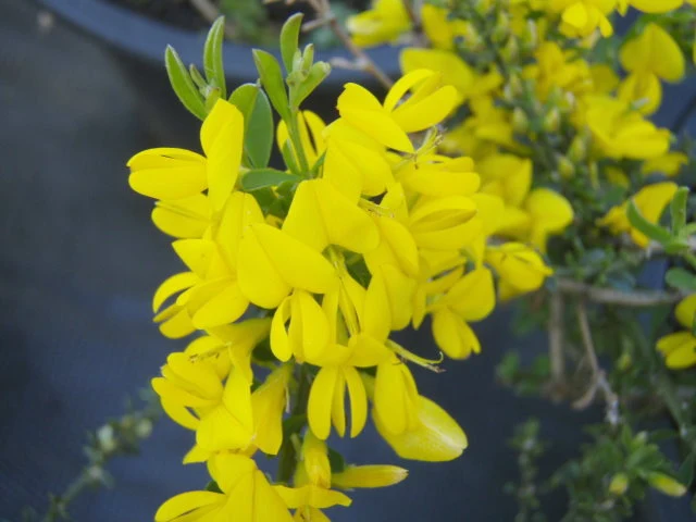Sandginster "Vancouver Gold" (Genista pilosa)