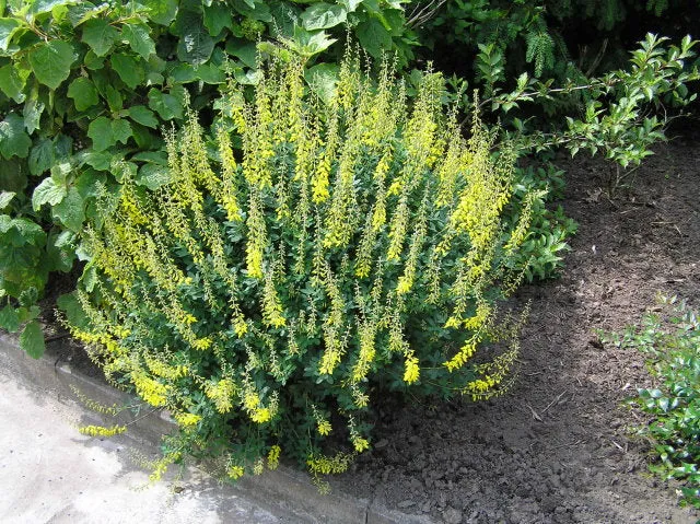 Schwarzer Ginster "Cyni" (Cytisus nigricans)