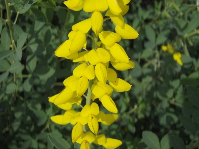 Schwarzer Ginster "Cyni" (Cytisus nigricans)