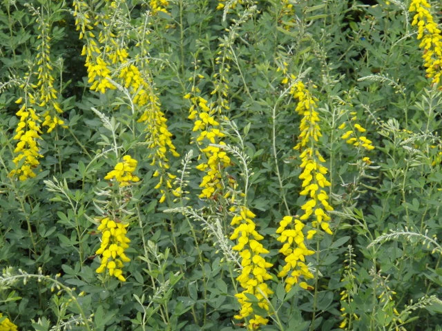 Schwarzer Ginster "Cyni" (Cytisus nigricans)
