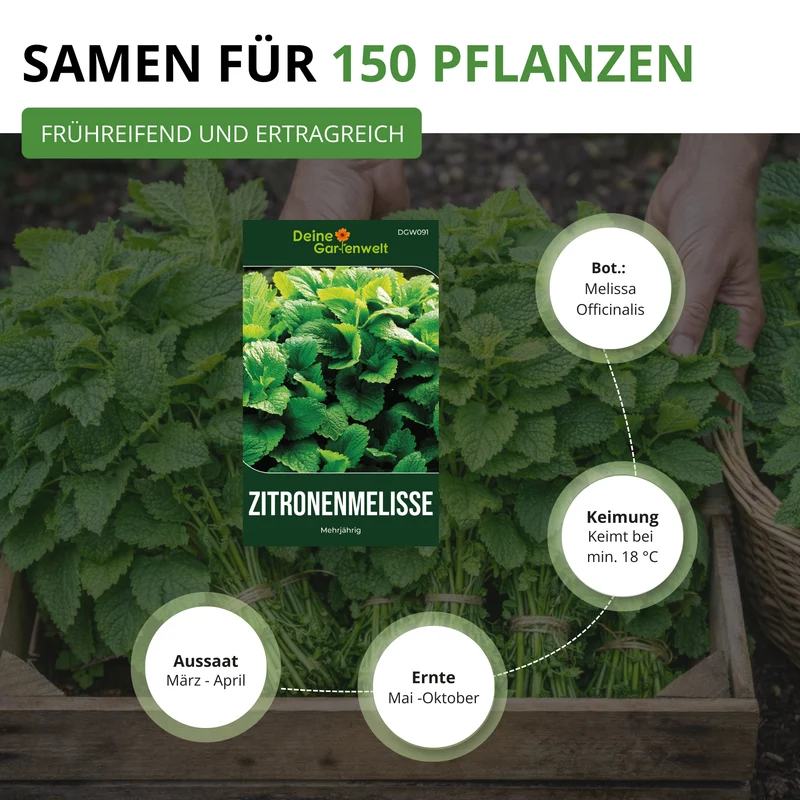 Zitronenmelisse Saatgut