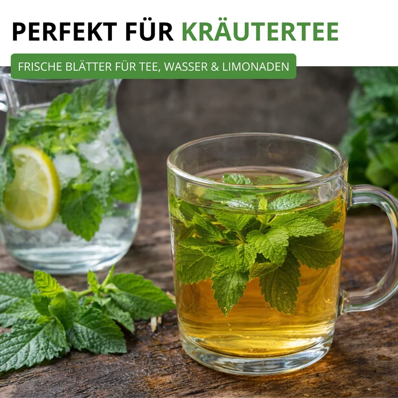 Zitronenmelisse Saatgut