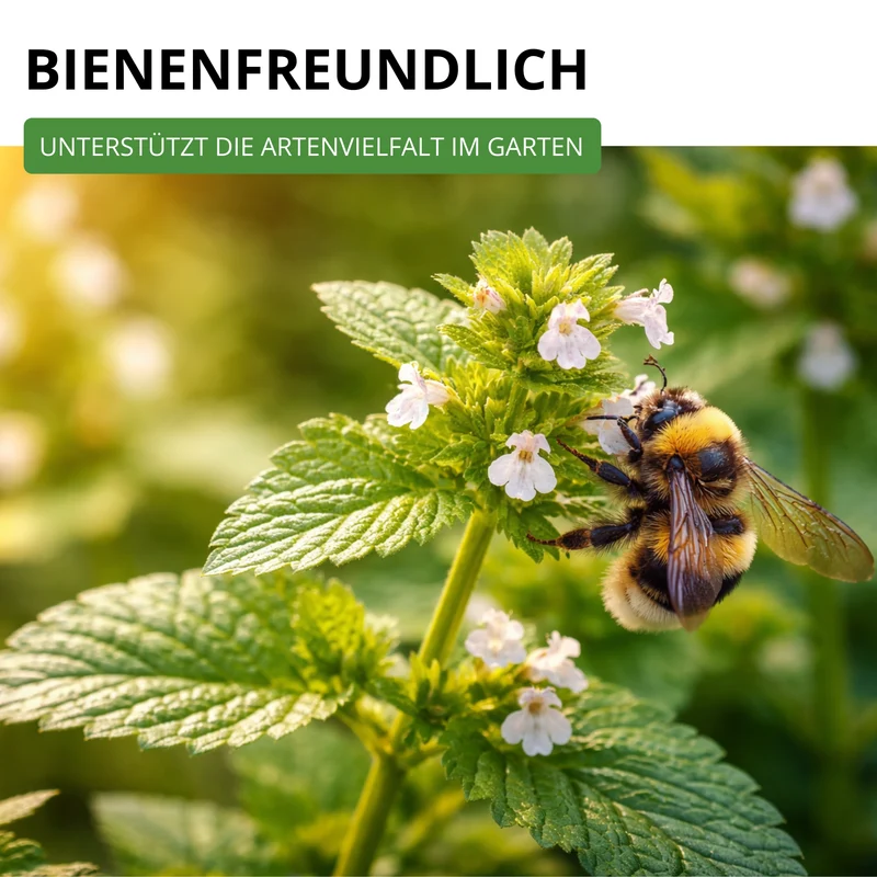 Zitronenmelisse Saatgut