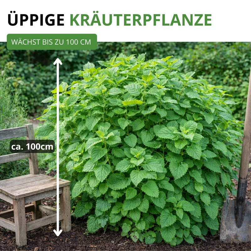 Zitronenmelisse Saatgut