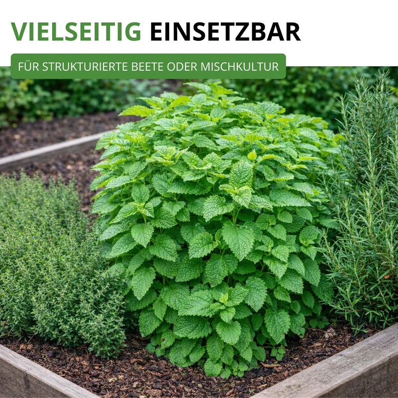 Zitronenmelisse Saatgut